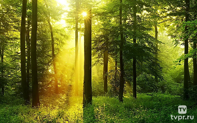 Как выжить в лесу