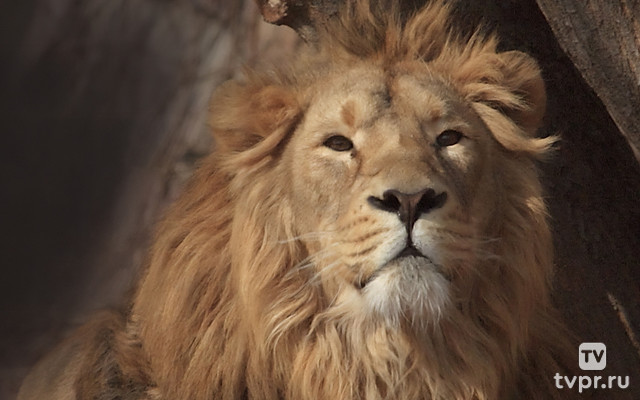 Как выжить в дикой природе