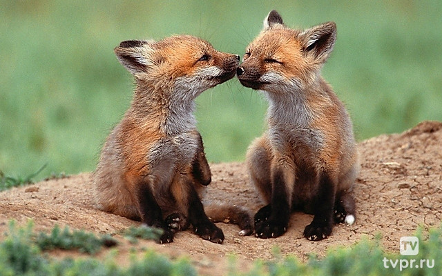 Дикие детки