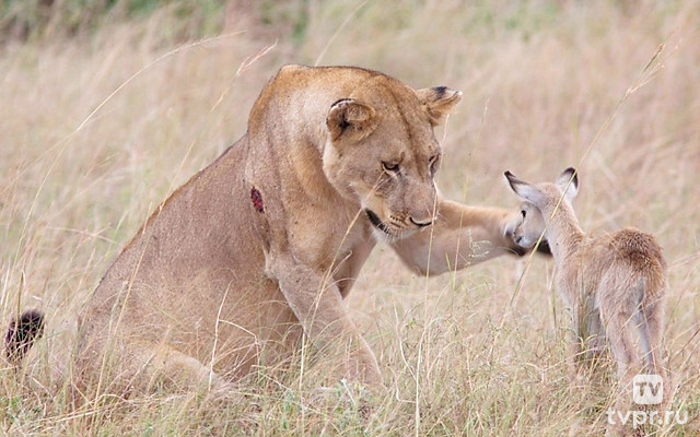 Когда сознание побеждает инстинкты