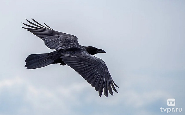 Полет ворона. Сноубординг