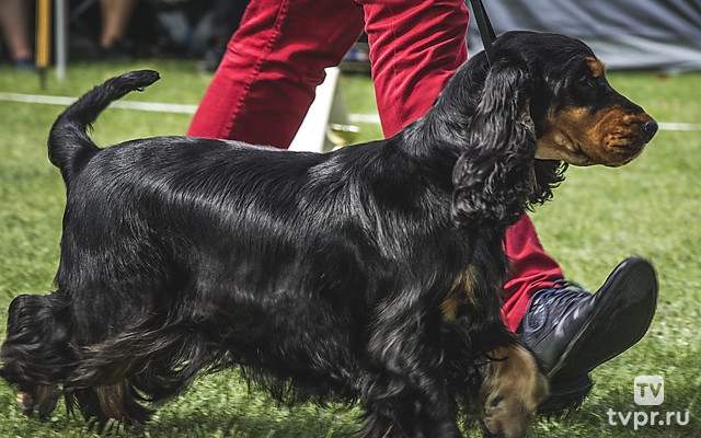 Ярмарка тщеславия