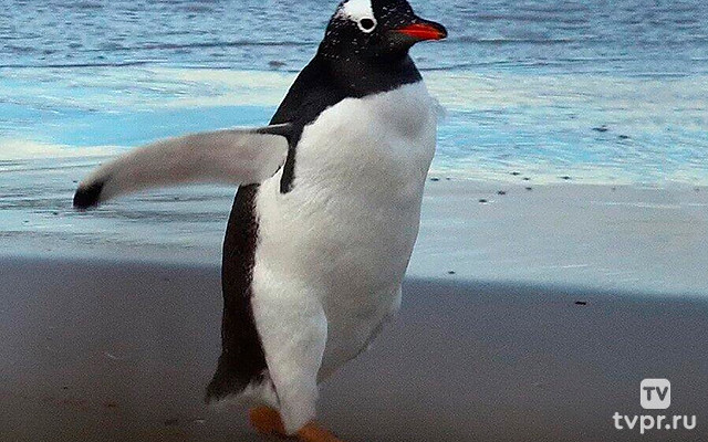 Фолклендские острова. Заповедник дикой природы