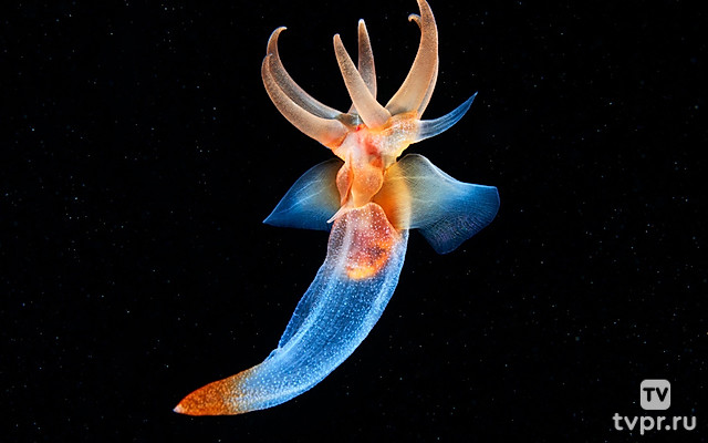 Арктика. Зазеркалье