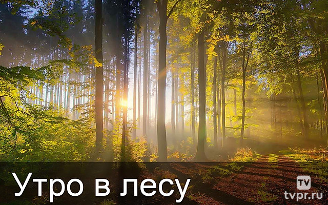 Утро в лесу