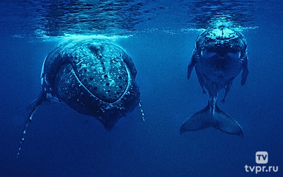 Земля без суши