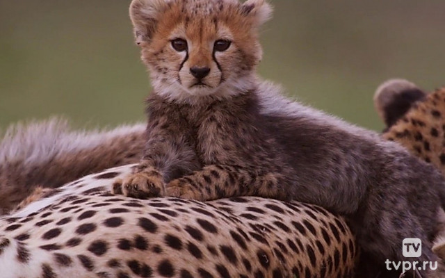 Малейка. Африканская история