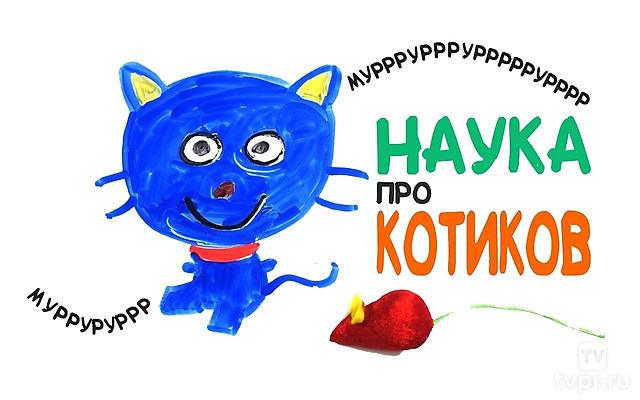 Научные факты о котиках