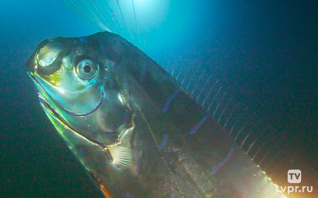 Огромный морской змей