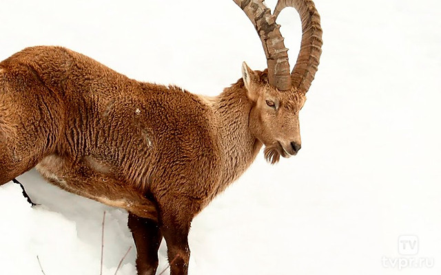 Ibex, Wild Goat of the Alps
