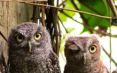 Совы - повелители ночи