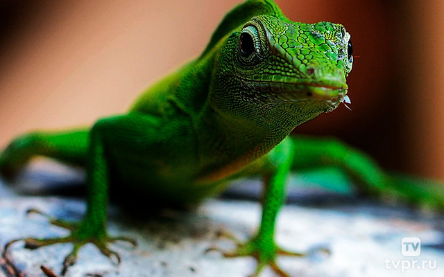 Гваделупа. Царство живой природы
