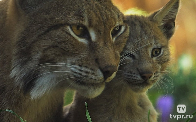 Царица Севера