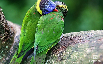 Закон любви