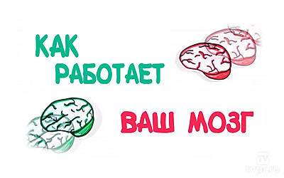 Как работает ваш мозг?