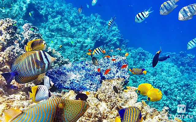 Одиссея Жака Кусто: Мир без солнца