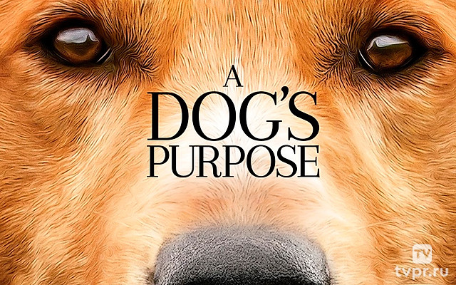 Собачья жизнь