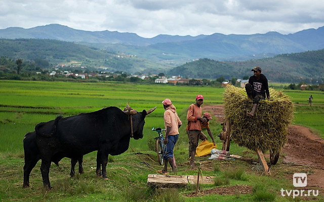 Му! Рогатая эпопея