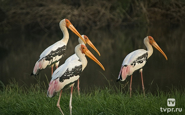 Аисты Луангвы