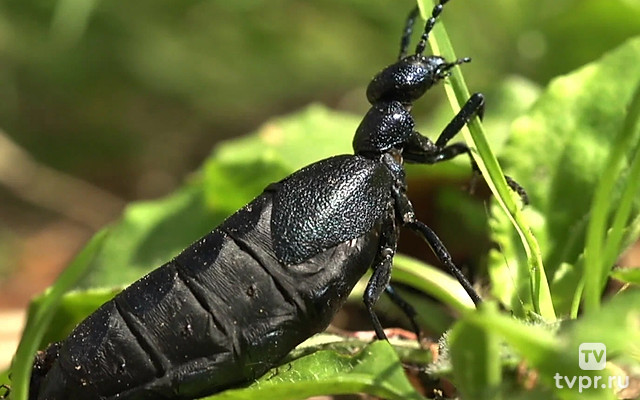 Насекомые, или Миллиметровый мир
