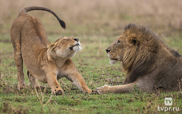 Мондоро. Дух льва