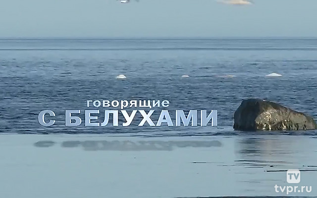 Говорящие с белухами
