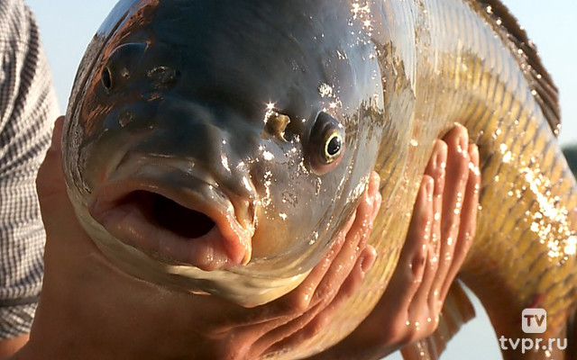 Спортивная рыбалка на карпа