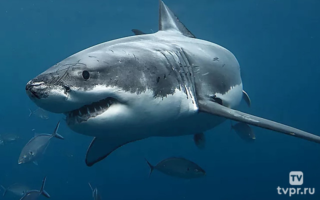 История белой акулы