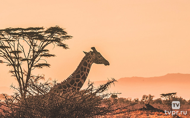 Африканские истории