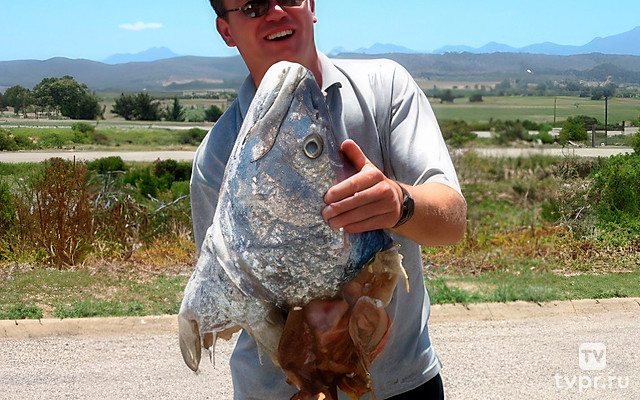 Ловля гиганта