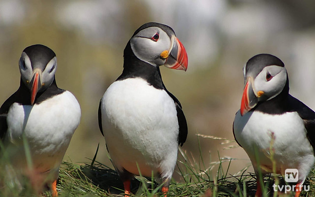 Исландия: Заповедник тупиков