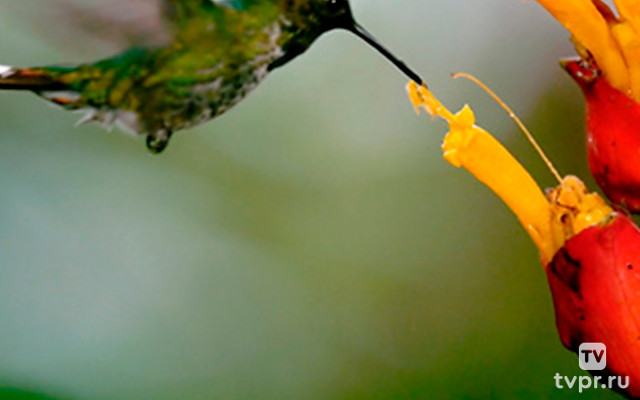 The Male