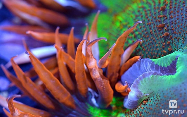 Атлантика: Самый необузданный океан на Земле