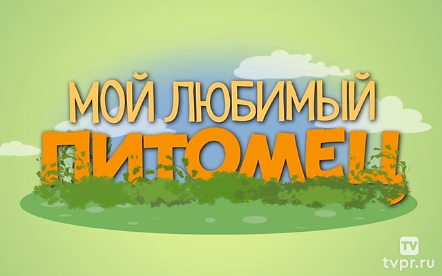 Мой любимый питомец