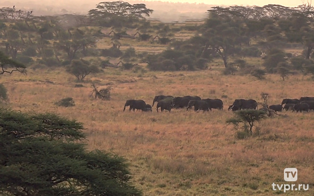 Героини Саванны