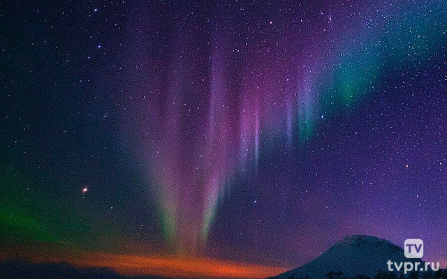 Arctic Wildlife in Lapland