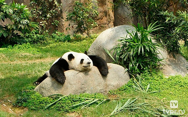 Гигантские панды: размножение в неволе