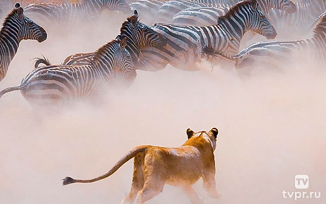 Массовые атаки природы