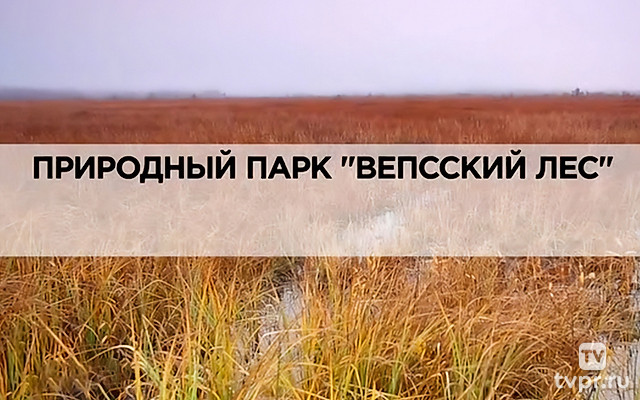 Природный парк «Вепсский лес»