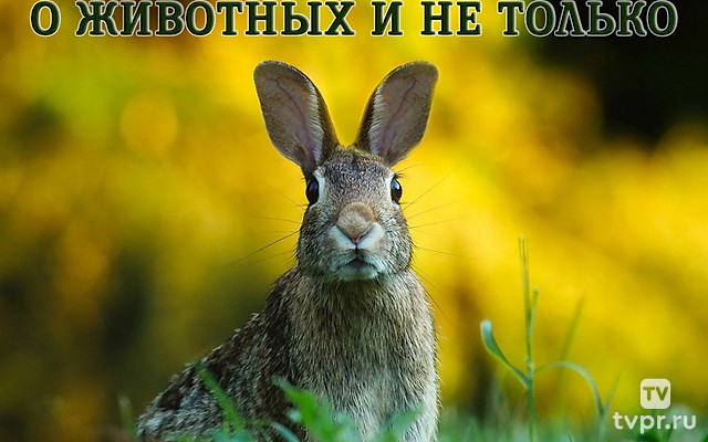 О животных и не только