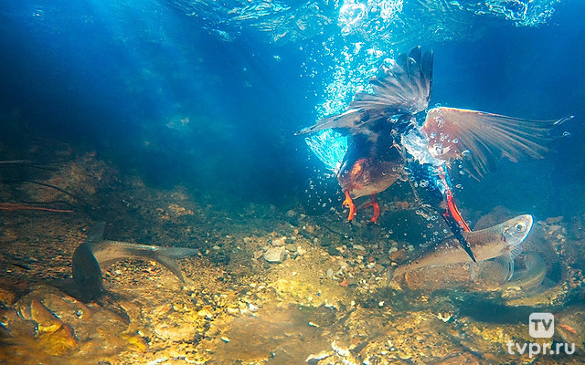 Возвращение птиц озера