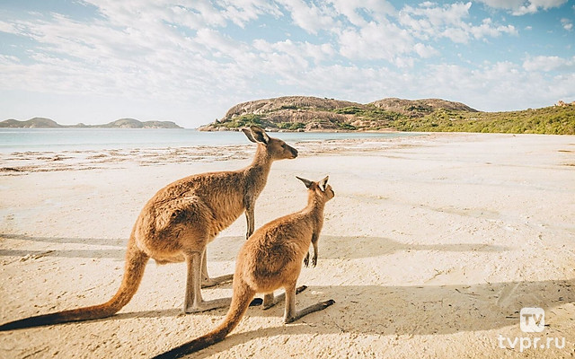 Дикая Австралия