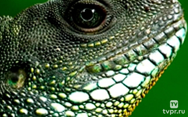 Дикий Тайланд