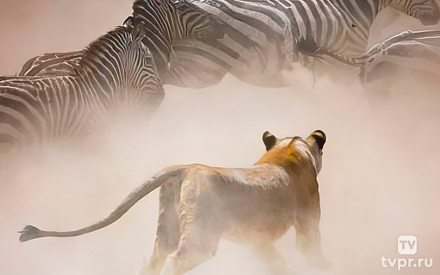 Быстрые атаки в дикой природе