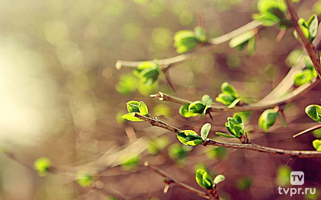 Весенняя история-2017