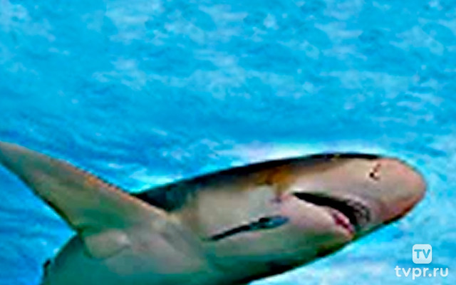 Один на один с акулой