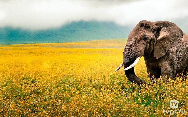 Мемуары слона