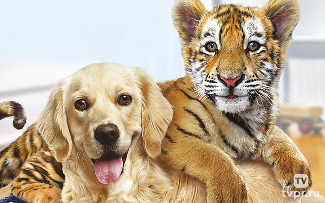 Тигриный хвост