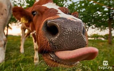 Наши любимцы