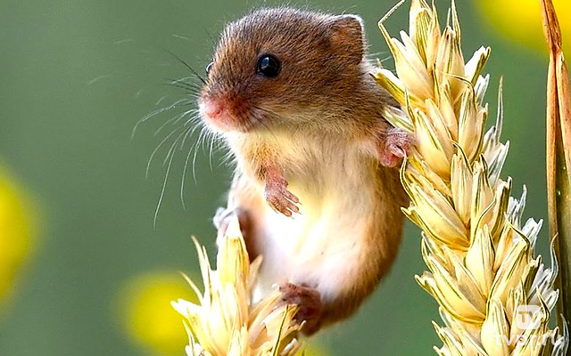 Маленький акробат